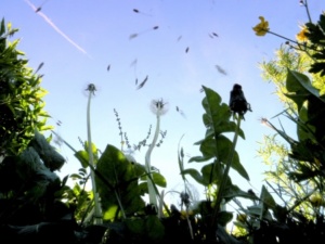 Pépinière la Belle Verte Plantes