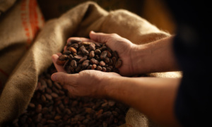Songes et Cacao