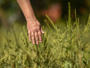 Les plantes sauvages au secours de nos douleurs et de notre santé