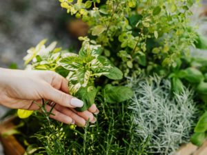 Les plantes sauvages au secours de nos douleurs et de notre santé