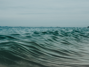 L’océan intérieur : quand l’eau de mer parle à nos cellules
